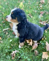 Rosa, a female Bernese Mountain Dog for sale in Newton, IA – 1 of 3