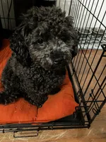 Cody, a male Poodle - Toy  for sale in Newton, IA – 1 of 5