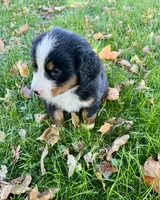 Skye, a male Bernese Mountain Dog for sale in Newton, IA – 4 of 4
