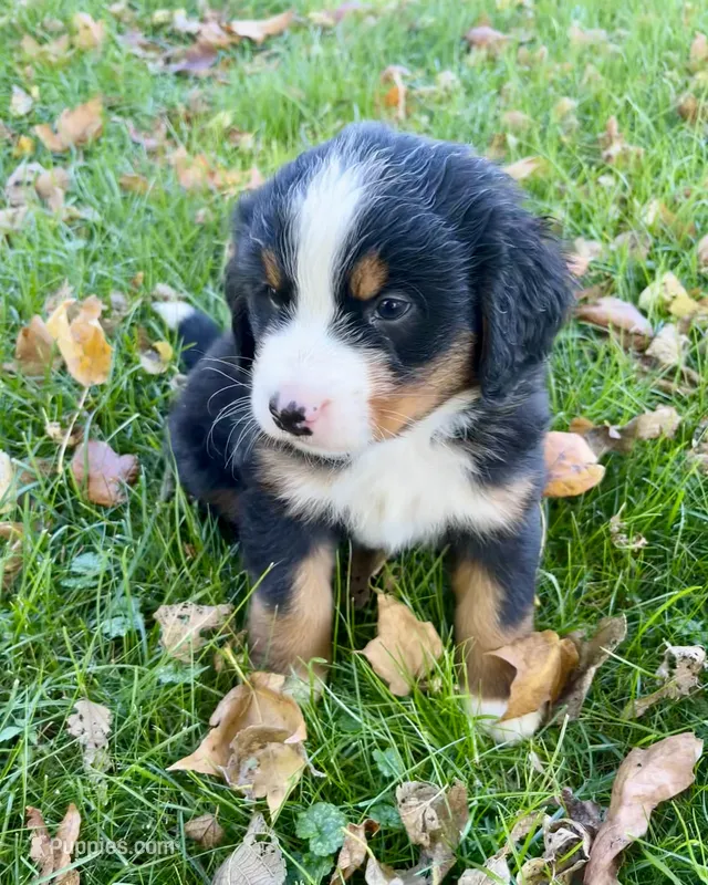 Skye – Bernese Mountain Dog puppy for sale in Newton, IA