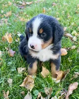 Skye, a male Bernese Mountain Dog for sale in Newton, IA – 1 of 4
