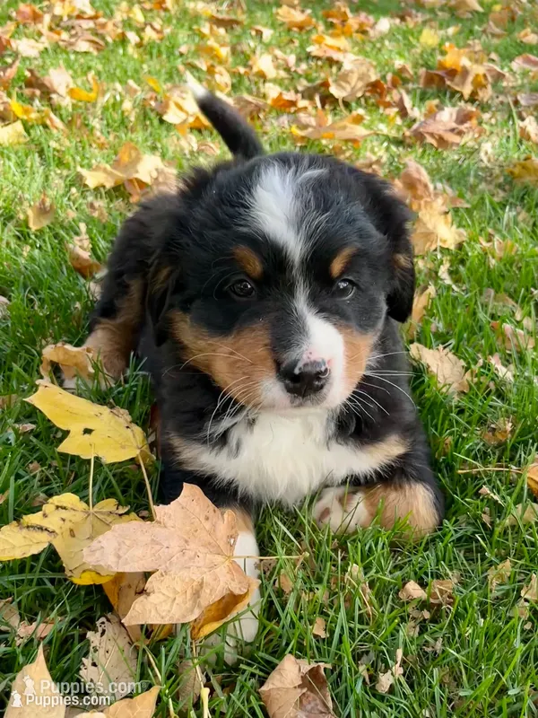 Chloe – Bernese Mountain Dog puppy for sale in Newton, IA