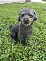 Cody, a male Poodle - Toy  for sale in Newton, IA – 3 of 5
