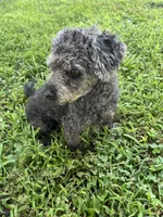 Cody, a male Poodle - Toy  for sale in Newton, IA – 2 of 5