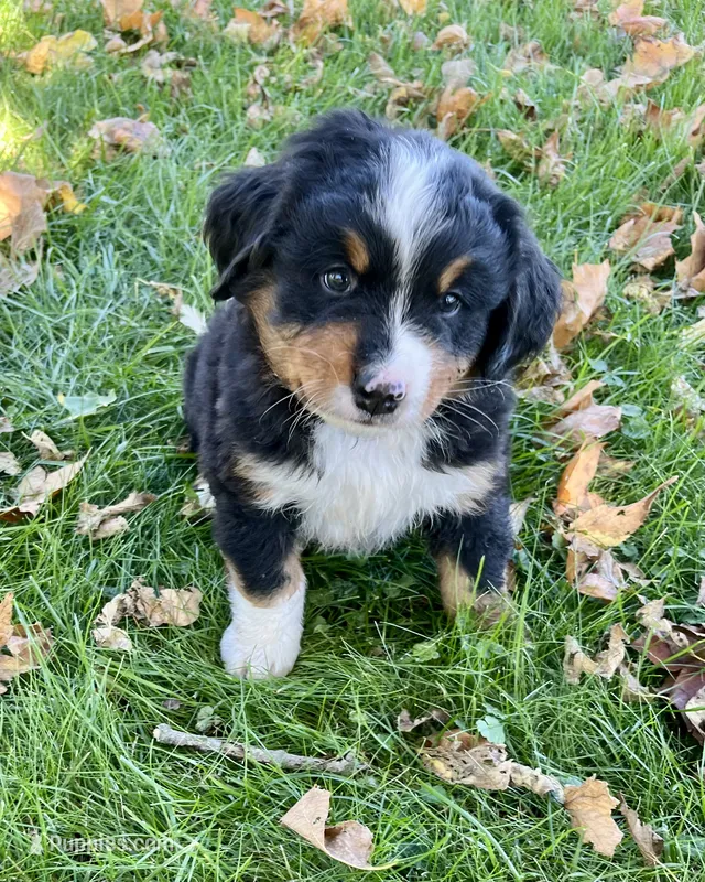 Chloe – Bernese Mountain Dog puppy for sale in Newton, IA