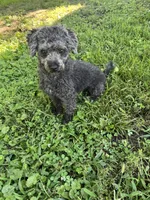 Cody, a male Poodle - Toy  for sale in Newton, IA – 5 of 5