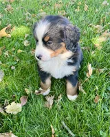 Rosa, a female Bernese Mountain Dog for sale in Newton, IA – 3 of 3