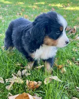 Rosa, a female Bernese Mountain Dog for sale in Newton, IA – 2 of 3