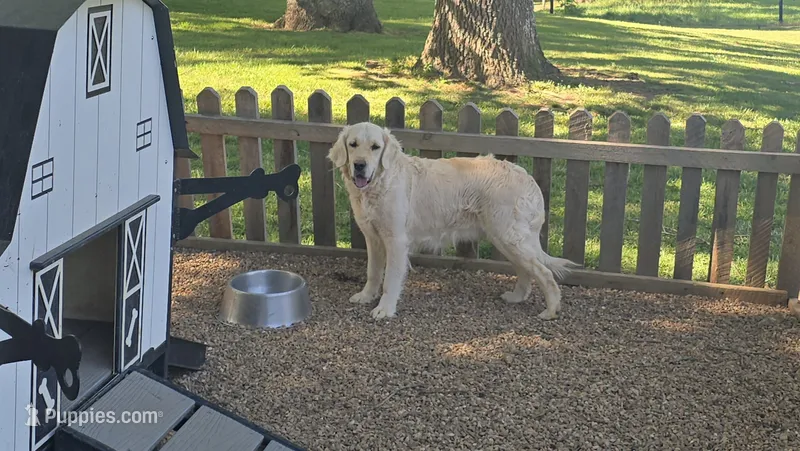 Misty  – English Cream Golden Retriever puppy for sale in Hamptonville, NC