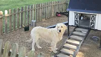 Misty , a female English Cream Golden Retriever for sale in Hamptonville, NC – 2 of 3
