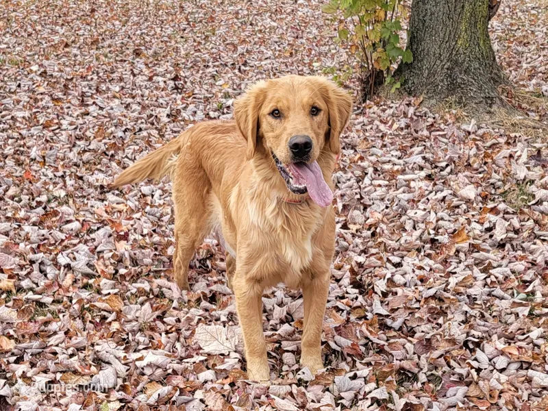 Marley – Golden Retriever puppy for sale in Hamptonville, NC