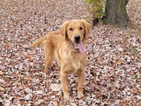 Marley, a female Golden Retriever for sale in Hamptonville, NC – 1 of 1