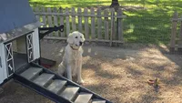 Misty , a female English Cream Golden Retriever for sale in Hamptonville, NC – 3 of 3