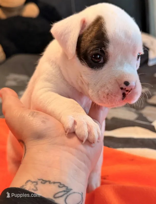 Male patch – Boxer puppy for sale in West Alexander, PA