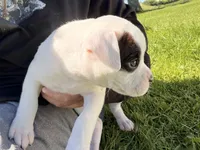 Male patch, a male Boxer for sale in West Alexander, PA – 3 of 5