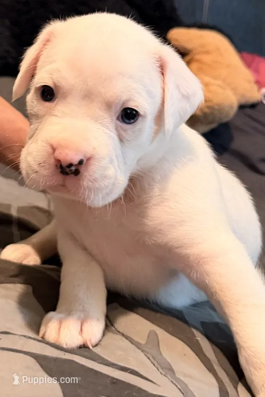 White boxer female pink – Boxer puppy for sale in West Alexander, PA