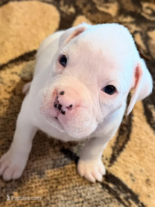 Male jr – Boxer puppy for sale in West Alexander, PA