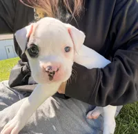 Male patch, a male Boxer for sale in West Alexander, PA – 5 of 5