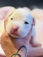 White boxer female pink, a female Boxer for sale in West Alexander, PA – 3 of 3