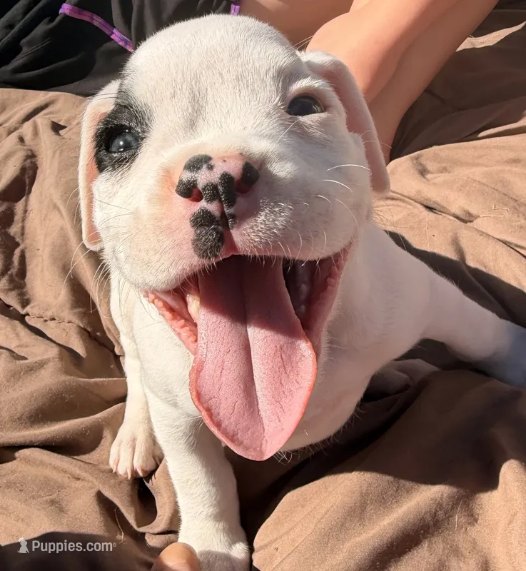 Male patch – Boxer puppy for sale in West Alexander, PA