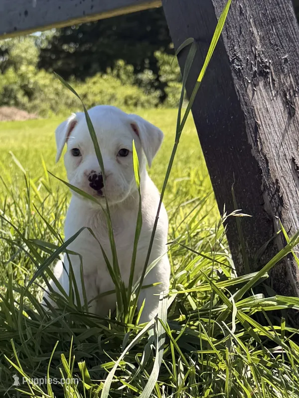Female purple  – Boxer puppy for sale in West Alexander, PA