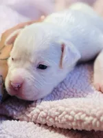 White boxer female pink, a female Boxer for sale in West Alexander, PA – 2 of 3