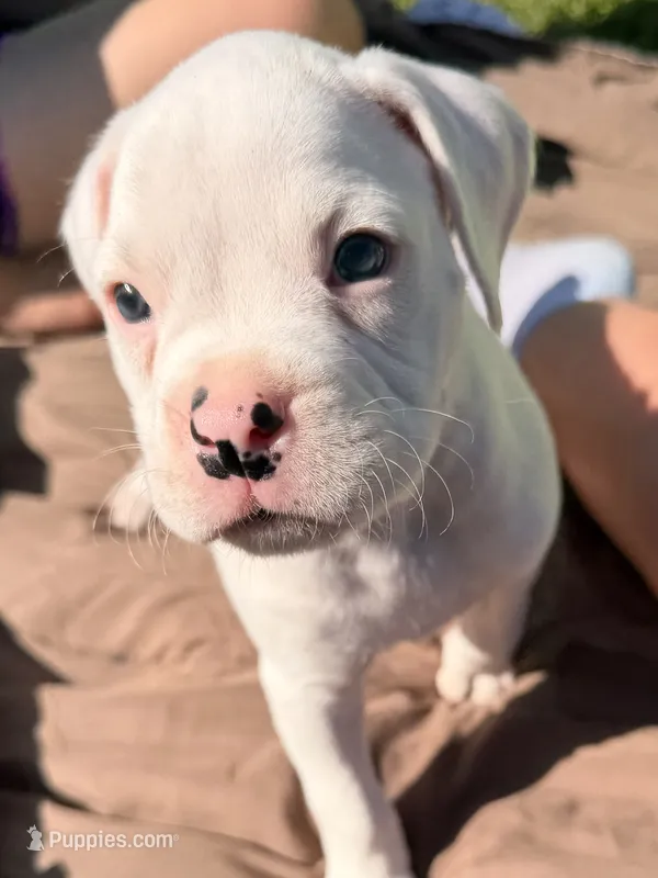 Male jr – Boxer puppy for sale in West Alexander, PA