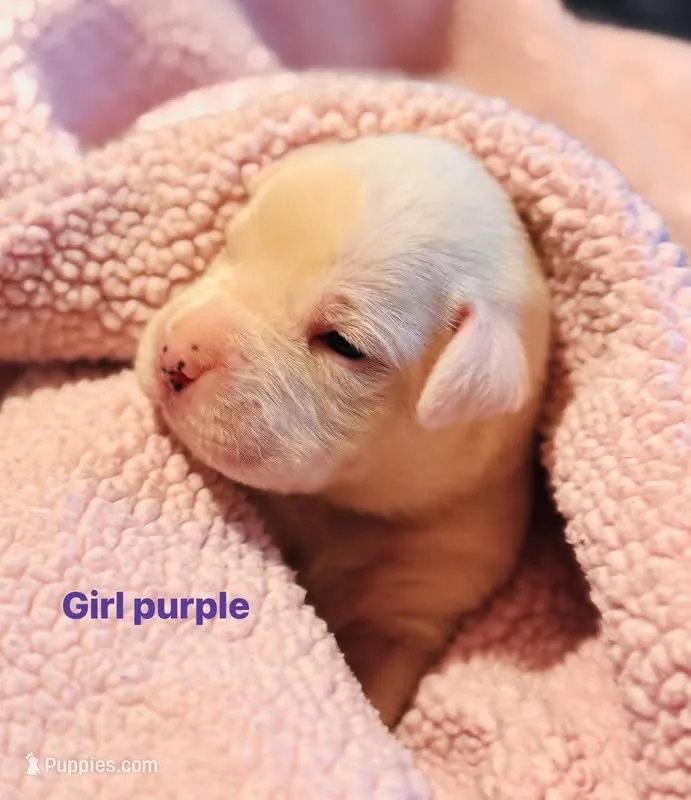 Female purple  – Boxer puppy for sale in West Alexander, PA
