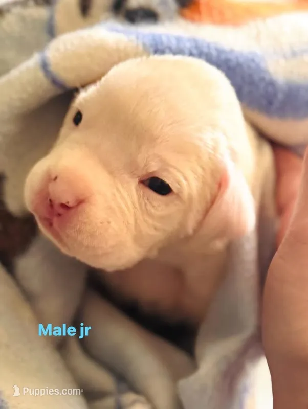 Male jr – Boxer puppy for sale in West Alexander, PA