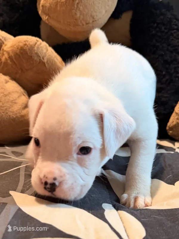 Female purple  – Boxer puppy for sale in West Alexander, PA