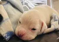 Baby boy, a male Boxer for sale in West Alexander, PA – 2 of 4