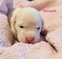 White boxer female pink, a female Boxer for sale in West Alexander, PA – 1 of 3
