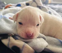 Baby boy, a male Boxer for sale in West Alexander, PA – 3 of 4