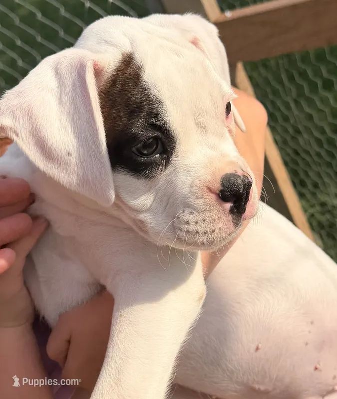 Male patch – Boxer puppy for sale in West Alexander, PA