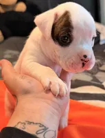 Male patch, a male Boxer for sale in West Alexander, PA – 4 of 5