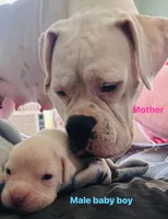 Baby boy, a male Boxer for sale in West Alexander, PA – 4 of 4