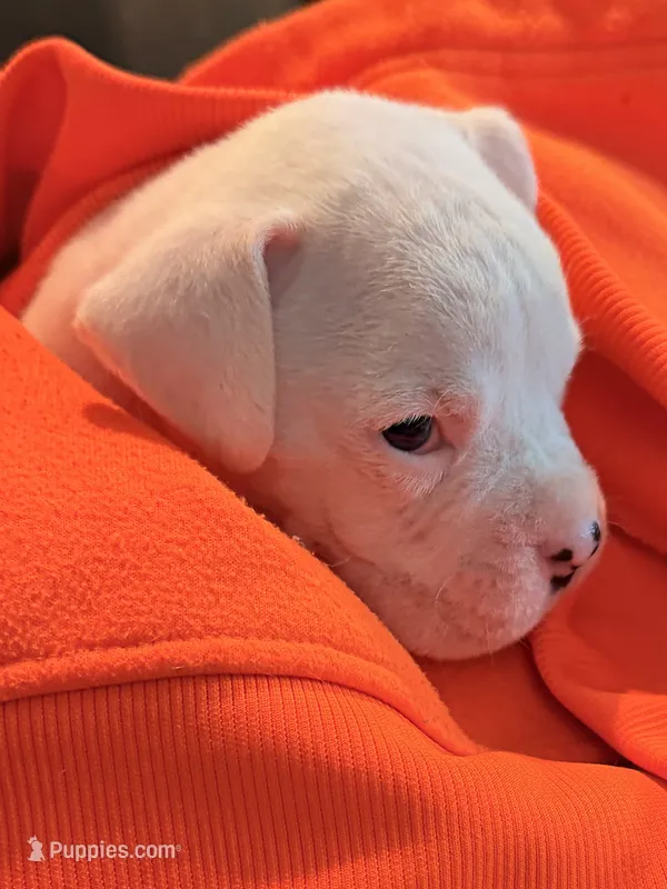 Baby boy – Boxer puppy for sale in West Alexander, PA