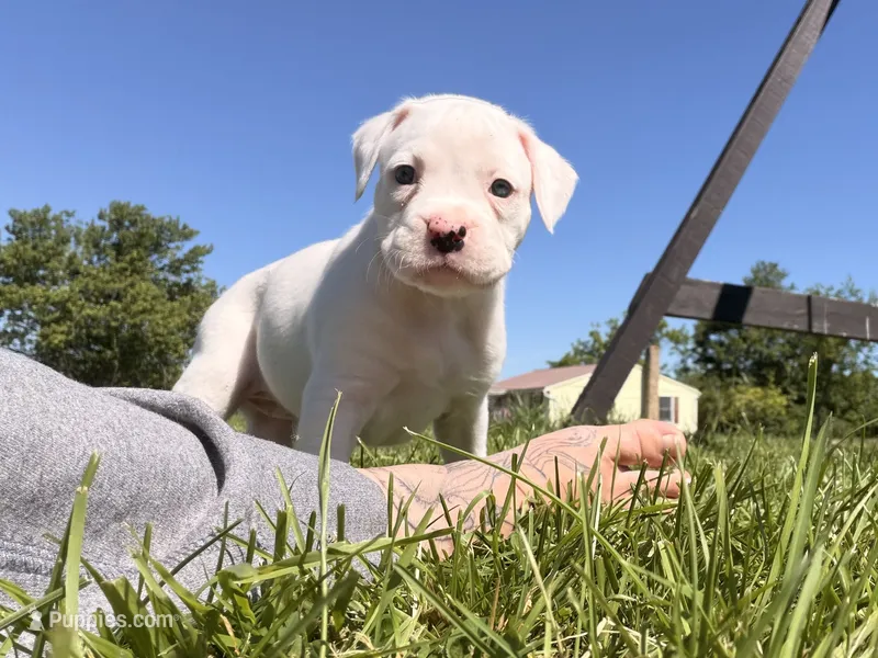 White boxer female pink – Boxer puppy for sale in West Alexander, PA