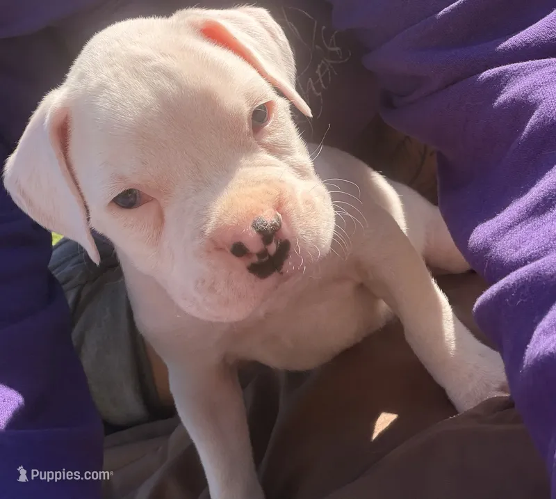 Baby boy – Boxer puppy for sale in West Alexander, PA