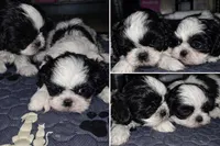 Melo, a male Shih Tzu for sale in Woodstock, GA – Photo 2 of 3
