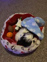 Melo, a male Shih Tzu for sale in Woodstock, GA – Photo 3 of 3