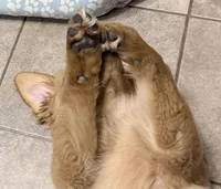 Luna, a female Golden Retriever for sale in Fort Atkinson, WI – Photo 5 of 5