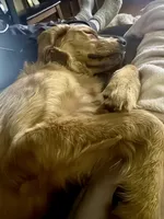 Luna, a female Golden Retriever for sale in Fort Atkinson, WI – Photo 4 of 5