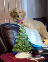 Luna, a female Golden Retriever for sale in Fort Atkinson, WI – Photo 2 of 5