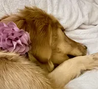 Luna, a female Golden Retriever for sale in Fort Atkinson, WI – Photo 3 of 5