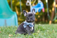 Jasper, a male French Bulldog for sale in Dundee, OH – 3 of 10