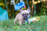 Rocky, a male French Bulldog for sale in Dundee, OH – 5 of 10