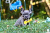 Percy, a male French Bulldog for sale in Dundee, OH – 2 of 10
