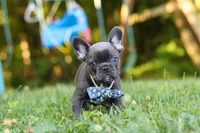 Jasper, a male French Bulldog for sale in Dundee, OH – 8 of 10