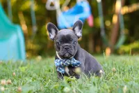 Jasper, a male French Bulldog for sale in Dundee, OH – 9 of 10